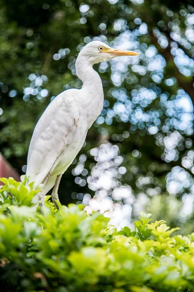 木の上の大人の鳥白いエグレッタガルゼッタ。パーク台北市の小さなエグレット — ストック写真