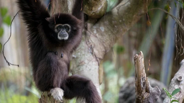 Lar Gibbon is resting on tree branches at the forest. Wild Hylobates Lar — Stockfoto
