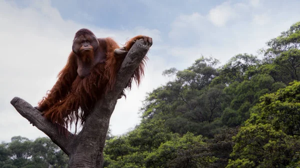 Борнейский орангутанг Понго Пигмеус взобрался на вершину дерева с голубым небом. — стоковое фото