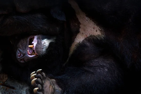Близко к лицу взрослого Черного Медведя Формозы, лежащего в лесу . — стоковое фото
