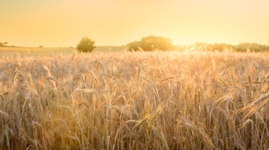 Beautiful view of gold wheat crop flied landscape in Spain clipart