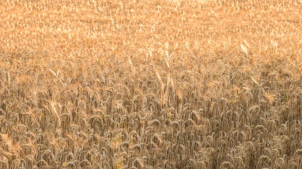 Schöne Aussicht auf Gold Weizenernte flog Landschaft in Spanien — Stockfoto