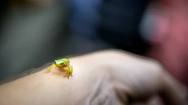 Крупный план человека, держащего маленькую лесную жабу. Люди с маленькими дикими рептилиями . — стоковое фото