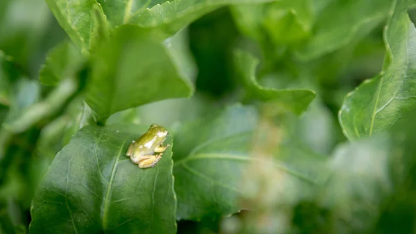 Pequeño bebé rana resto en hojas de verduras. Hyla Chinensis renacuajo está sentado —  Fotos de Stock