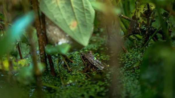 Крупный план отдыха взрослых лягушек на берегу пруда с зелеными овощными листьями на Тайване — стоковое фото
