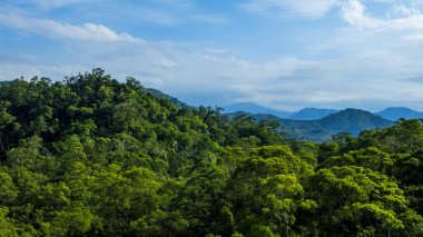 Tayvan güzel dağ ormanı sahne. Doğa manzara yükseltilmiş görünümü.