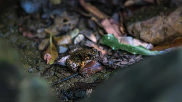 Крупный план отдыха взрослых лягушек на скале с листьями в горных лесах Тайваня . — стоковое фото