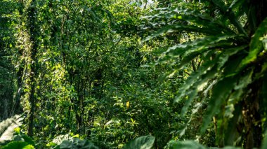 Tayvan güzel dağ ormanı sahne. Güzellik doğa manzara görünümü.