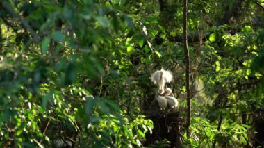 4K, Beyaz Anne Egretta Garzetta yuvadaki yavrularını güzel gün batımı ışığıyla besliyor. Yetişkin bir balıkçıl yavrulara bakar ve Forest Park Tayvan-Dan gölündeki ağaçta yiyecek verir.