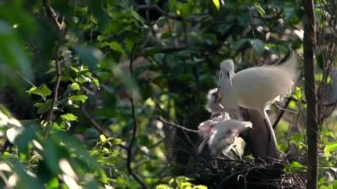 Anne beyaz Egretta Garzetta yuvadaki yavrularını güzel gün batımı ışığıyla besliyor. Yetişkin bir balıkçıl yavrulara bakar ve Forest Park Taipei şehrindeki göl ağacında yiyecek verir.