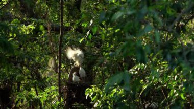 4K, Beyaz Anne Egretta Garzetta yuvadaki yavrularını güzel gün batımı ışığıyla besliyor. Yetişkin bir balıkçıl yavrulara bakar ve Forest Park Tayvan-Dan gölündeki ağaçta yiyecek verir.