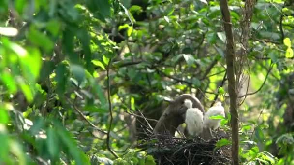 美しい夕日の光を持つ白い鳥Egretta Garzetta 少し挨拶は台湾の首都 台北の森林公園で湖の木の上の巣と雛を世話する — ストック動画