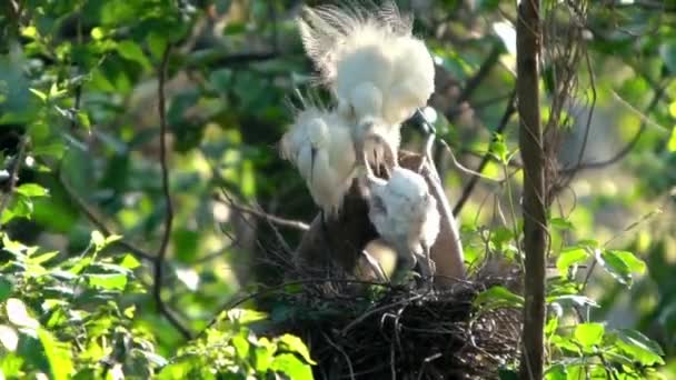 Matka Bílá Egretta Garzetta Krmí Své Hnízda Hnízdě Krásným Západem — Stock video