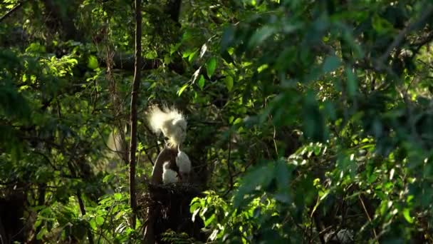 Mutter Egretta Garzetta Füttert Ihre Nestlinge Nest Mit Schönem Sonnenuntergangslicht — Stockvideo