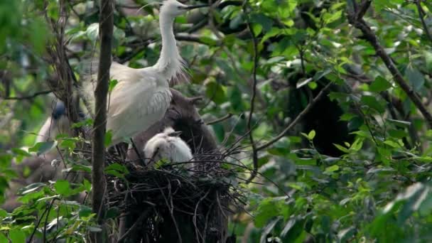 白い鳥のスローモーション春にはEgretta Garzettaが営巣します 台湾台北市の森公園の湖の木の上の巣や雛を世話する大人の小さな挨拶 — ストック動画