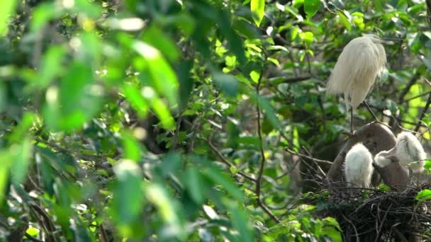 遅い白い鳥の動き美しい夕日の光でEgretta Garzetta 少し挨拶は台湾の首都 台北の森林公園で湖の木の上の巣と雛を世話する — ストック動画