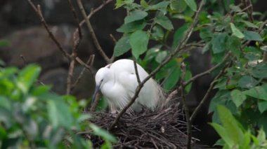 Yavaş hareket eden beyaz kuş Egretta Garzetta, küçük balıkçıl yuvaya dikkat et ve Tayvan-Dan 'in başkenti Taipei' deki Forest Park 'taki göldeki ağaçtaki yavrulara dikkat et.