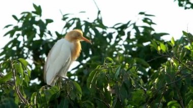 Akbalıkçıl kozmopolit balıkçıldır. Sarı tüylü Bubulcus Ibis üreme mevsiminin göstergesidir. Tayvan-Dan 'in başkenti Taipei' deki orman parkında gölün tepesindeki ağaçta kuş dinleniyor.