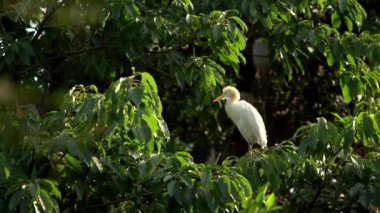4k, sığır balıkçıl bir kozmopolit balıkçıl. Sarı tüylü Bubulcus Ibis üreme mevsiminin göstergesidir. Tayvan-Dan 'in başkenti Taipei' deki orman parkında gölün tepesindeki ağaçta kuş dinleniyor.