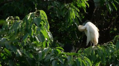 Yavaş Akbalıkçıl Hareketi kozmopolit balıkçıldır. Sarı tüylü Bubulcus Ibis üreme mevsiminin göstergesidir. Tayvan-Dan 'in başkenti Taipei' deki Lake Forest Park 'ın tepesindeki ağaçta kuş dinleniyor.