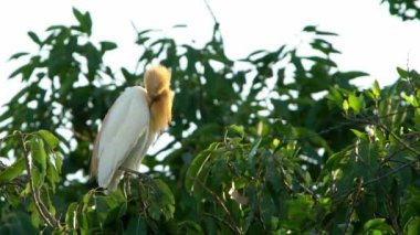 Yavaş Akbalıkçıl Hareketi kozmopolit balıkçıldır. Sarı tüylü Bubulcus Ibis üreme mevsiminin göstergesidir. Tayvan-Dan 'in başkenti Taipei' deki Lake Forest Park 'ın tepesindeki ağaçta kuş dinleniyor.