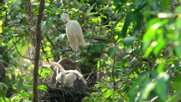 Egretta Garzetta 의느린 움직임아름다운 황로는 타이베이에 공원의 나무에 둥지와 새끼들을 — 비디오
