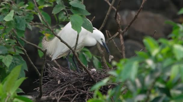 Movimiento Lento Madre Blanca Egretta Garzetta Alimentando Sus Polluelos Nido — Vídeos de Stock