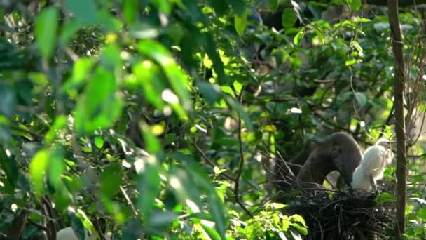 Pomalý Pohyb Bílého Ptáka Egretta Garzetta Krásným Západem Slunce Malý — Stock video