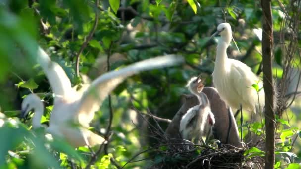 Pomalý Pohyb Bílého Ptáka Egretta Garzetta Krásným Západem Slunce Malý — Stock video