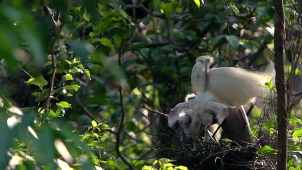 Movimiento Lento Madre Blanca Egretta Garzetta Alimentando Sus Polluelos Nido — Vídeos de Stock