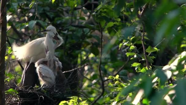 遅い母の白いEgretta Garzettaの動きは 美しい夕日の光で巣の中で彼女の営巣地を養う 大人の小さな挨拶は 世話をする雛を取り 森公園の木の上で食べる食べ物を与える Dan — ストック動画