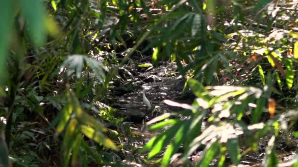 Langzame Beweging Van Een Volwassen Witte Vogel Egretta Garzetta Kleine — Stockvideo