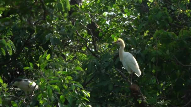 Slow Motion Cattle Egret Cosmopolitan Heron Bubulcus Ibis Yellow Plumage — Stock Video