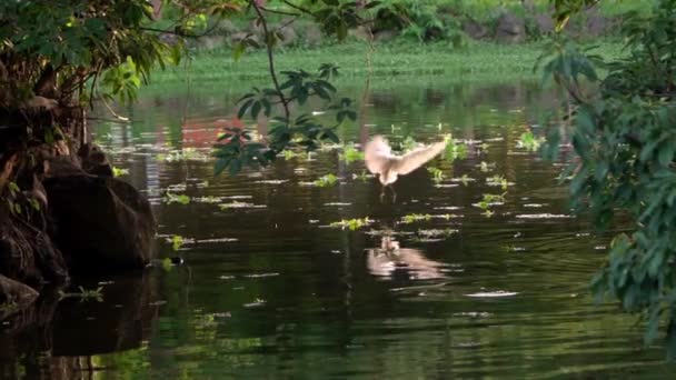 Slow Motion Adult White Egretta Garzetta Lago Atardecer Pequeña Garza — Vídeo de stock