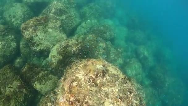 美丽的热带鱼在水下游动 热带蓝鱼在蓝海的珊瑚礁上方游动 在清澈的水里潜水 — 图库视频影像