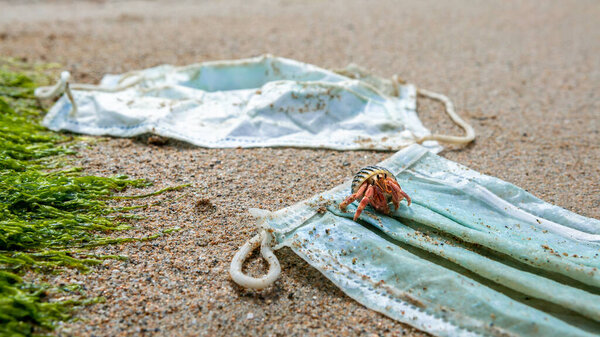 Краб-отшельник, гуляющий по мусору из использованных медицинских масок на морской воде. Плохие последствия, как загрязнение или загрязнение природы океанов. Загрязнение окружающей среды и побережья Covid19