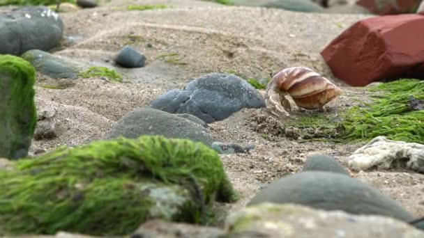 Slowmotion Cute Hermit Crab Carry Beautiful Shell Marine Rocks Tropical — Stock Video