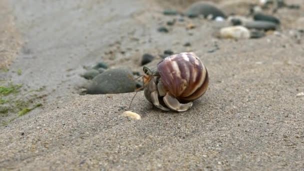 Încetinirea Crab Pustnic Drăguț Transporta Coajă Frumoasă Târându Plaja Nisip — Videoclip de stoc