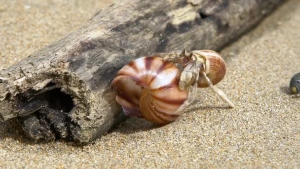 Spowolnienie Kraba Pustelnika Poszukiwania Pięknej Dużej Skorupy Białym Piasku Plaży — Wideo stockowe