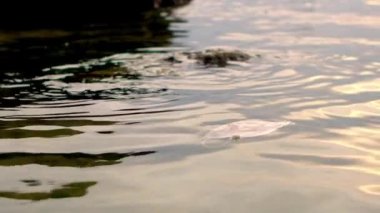 Tıbbi atıkların yavaşlaması, deniz suyundaki çöpleri maskeliyor. Coronavirus covid-19 çevre kirliliği hastalığı. Bir sahilin kıyısına atılmış ameliyat maskesi. -Dan.