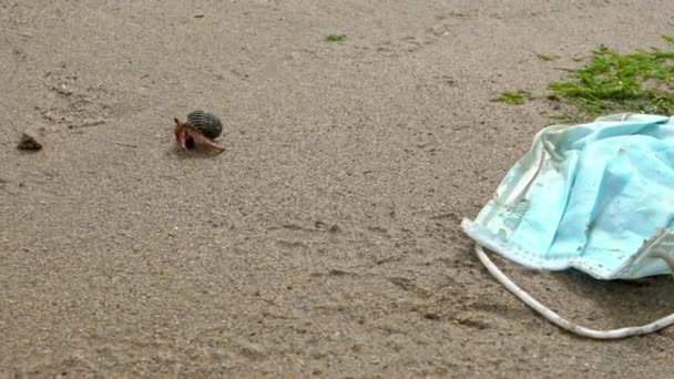台湾热带岛屿沙滩上 隐居蟹慢吞吞地爬过使用过的医用口罩 垃圾最终在海洋中 威胁到海洋生物 — 图库视频影像