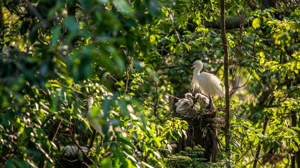 Beyaz Kuş Egretta Garzetta Güzel Gün Batımı Işığıyla Küçük Balıkçıl — Stok fotoğraf