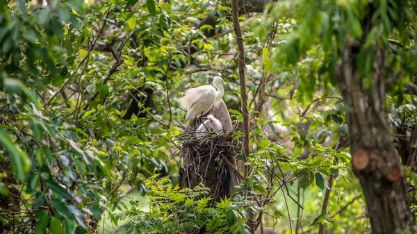 White bird Egretta Garzetta with beautiful natural light, little egret take care the nest and chicks on tree of the lake at Taiwan