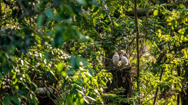 Beyaz Egretta Garzetta Nın Iki Yavrusu Gün Batımında Ağacın Tepesine — Stok fotoğraf