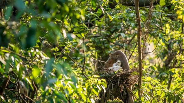 Beyaz Egretta Garzetta Nın Iki Yavrusu Gün Batımında Ağacın Tepesine — Stok fotoğraf