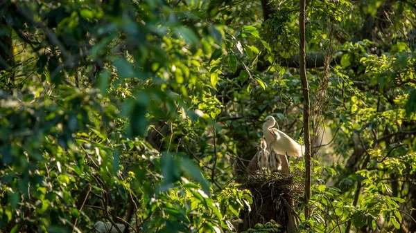 Mother white Egretta Garzetta feeding her nestlings in the nest with beautiful sunset light. An adult Little egret take care chicks and give food to eat on tree of lake at forest Taiwan