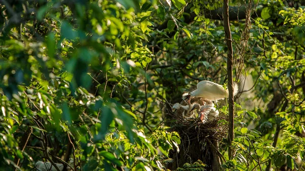 Mother white Egretta Garzetta feeding her nestlings in the nest with beautiful sunset light. Adult Little egret take care chicks and give food to eat on tree of forest Taiwan