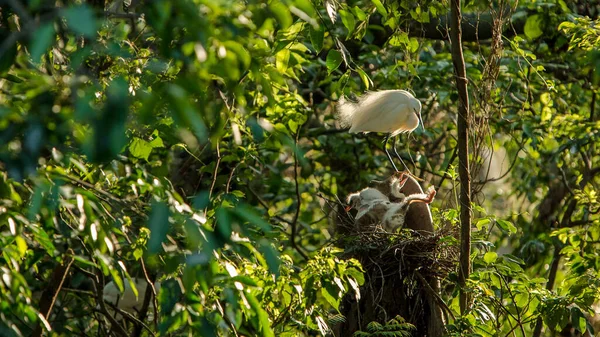 Anne Beyaz Egretta Garzetta Yuvadaki Yavrularını Güzel Gün Batımı Işığıyla — Stok fotoğraf