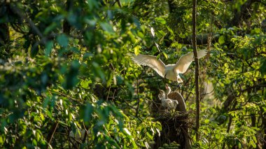 Anne beyaz Egretta Garzetta yuvadaki yavrularını güzel gün batımı ışığıyla besliyor. Yetişkin küçük balıkçıl yavrulara bakar ve Tayvan ormanlarındaki ağaçta yiyecek verir.