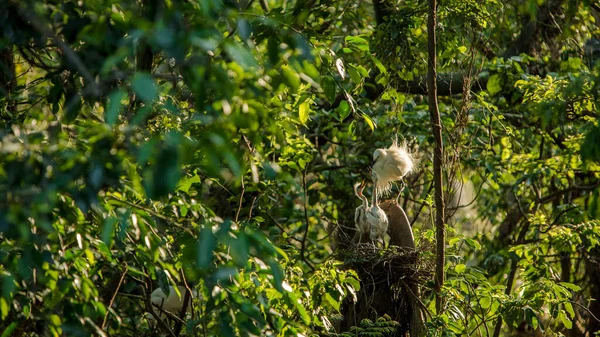Mother white Egretta Garzetta feeding her nestlings in the nest with beautiful sunset light. Adult Little egret take care chicks and give food to eat on tree of forest Taiwan